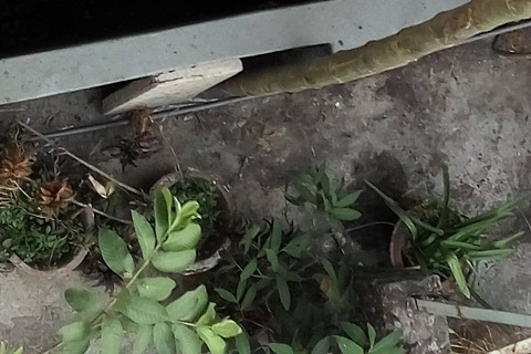 হেলে পড়েছে ভবন, কাজ করছে শ্রমিকরা