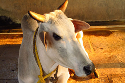 কে হবে শ্রেষ্ঠ ‘গাই সুন্দরী’!