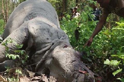 রাজপুত্র দেখে যাওয়ার পরই অভয়ারণ্যের গণ্ডার হত্যা!
