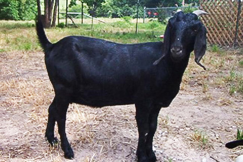 ছাগলের পেটে ডাব বিক্রেতার টাকা!