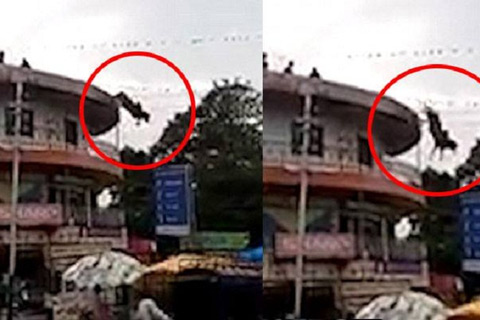 ছাঁদ থেকে লাফ দিয়ে আত্মহত্যা করল ষাঁড়! (ভিডিও)