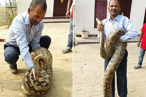 হাতে ১২ ফুট লম্বা অজগর ধরলেন অধ্যাপক (ভিডিও)