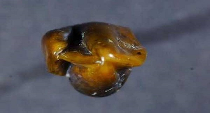 ছবি সংগৃহীত ছবি সংগৃহীত