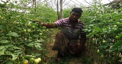 টমেটো গ্রাম
