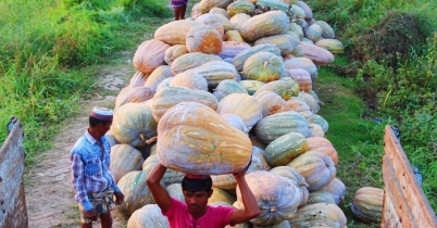 নারায়ণগঞ্জে মিষ্টি কুমড়ার বাম্পার ফলন