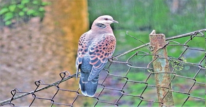 করমজলে মিলল দুর্লভ রামঘুঘু