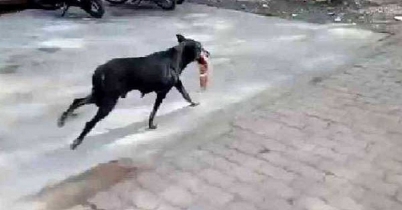 অপারেশন থিয়েটার থেকে পা নিয়ে পালালো বেওয়ারিশ কুকুর!