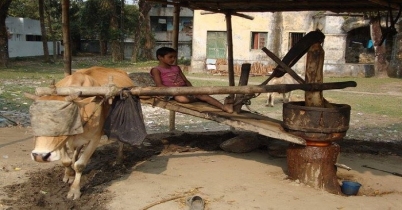 কলুর বলদ...