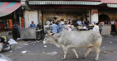 মিছিলে ষাঁড়ের হামলা গুরুতর আহত ৭ মহিলাকর্মী