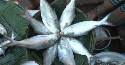 সস্তায় ইলিশ আর জুটবে না!