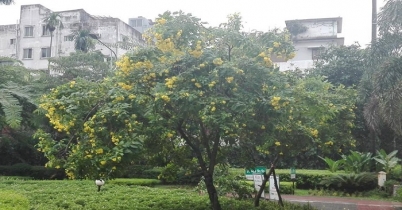 নভেম্বর রেইন নভেম্বর রেইন