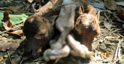 বরিশালে দুই মাথা ও ৬ পায়ের বাছুরের জন্ম