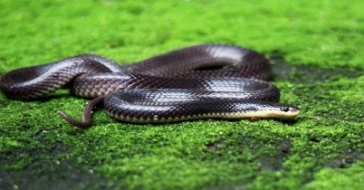 সাবধান: দেশের সবচেয়ে বিপজ্জনক সাপ কালাচ