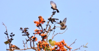 নবযৌবনের প্রকৃতি আজ উদ্বেলিত... 
