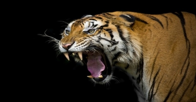 চিড়িয়াখানা কর্মীর ঘাড় মটকে দিলো বাঘ