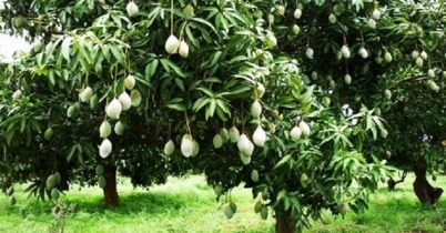 আম বাগানে পুলিশ মোতায়েনের নির্দেশ হাইকোর্টের