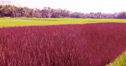 চাঁদপুরে বেগুনী রঙের ধানের আবাদ!