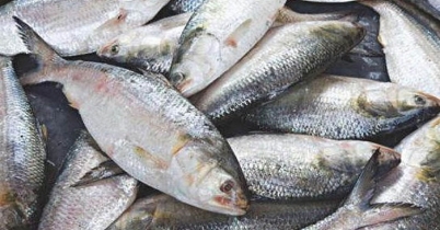 ইলিশ ধরা নিষিদ্ধ পরবর্তী ২২ দিন