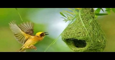 ঠোঁটের কারুশিল্প ঠোঁটের কারুশিল্প