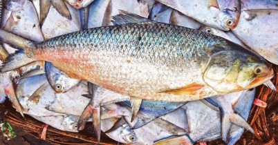 ভাগ্যবানের জালে আড়াই কেজির ইলিশ