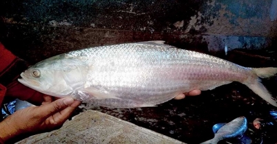 মেঘনায় ২২ দিনের নিষেধাজ্ঞা...