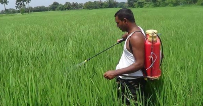 দক্ষিণ-পশ্চিমাঞ্চলে আমন ধানের চাষে লক্ষ্যমাত্রা ছাড়িয়ে যাবে