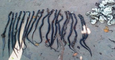 কচুয়ায় ব্র্যাক অফিসে ২৫টি বিষধর সাপ নিধন