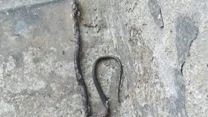 সংগৃহীত ছবি সংগৃহীত ছবি