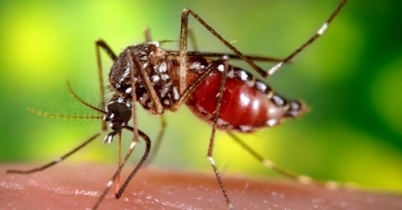 ডেঙ্গু পরিস্থিতি আশঙ্কাজনক হয়ে উঠছে 