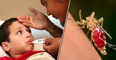 ডেঙ্গু জ্বরে কী কী পরীক্ষা এবং কখন করাবেন ডেঙ্গু জ্বরে কী কী পরীক্ষা এবং কখন করাবেন