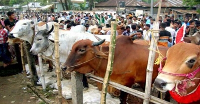 ঢাকা উত্তরে ৯, দক্ষিণে ১৪ কোনবানির পশুর হাট ঢাকা উত্তরে ৯, দক্ষিণে ১৪ কোনবানির পশুর হাট