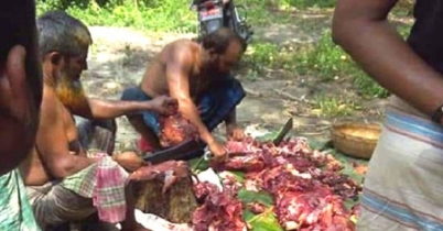 বিরলে এসে এই বিরল ঘটনাটিও আমাকে দেখতে হলো!