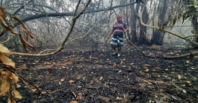 সুন্দরবনের আগুন নিয়ন্ত্রণে, ১০ একর পুড়ে ছাই