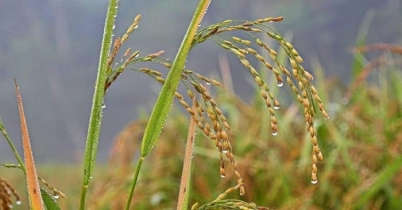 শীতের বাহন  ‘হেমন্তে’র আগমন