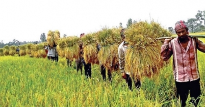 ২৭ টাকা দরে ধান ও ৪০ টাকা দরে সেদ্ধ চাল কিনবে সরকার