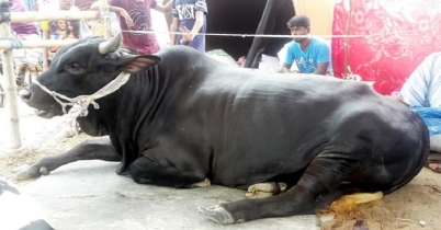 বিশ্রামে যুবরাজ, ডোন্ট ডিস্টার্ব!