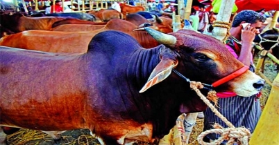 রাজধানীতে হাট জমবে শুক্রবার থেকে রাজধানীতে হাট জমবে শুক্রবার থেকে