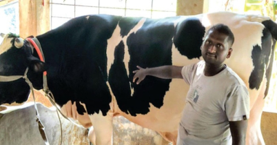 কোরবানির গরু কিনলে ছাগল উপহার