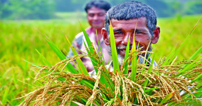 বিনামূল্যে সার-বীজ পাচ্ছে ২৭ লাখ কৃষক